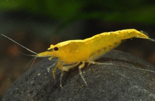 Garnaal Yellow Back Stripe